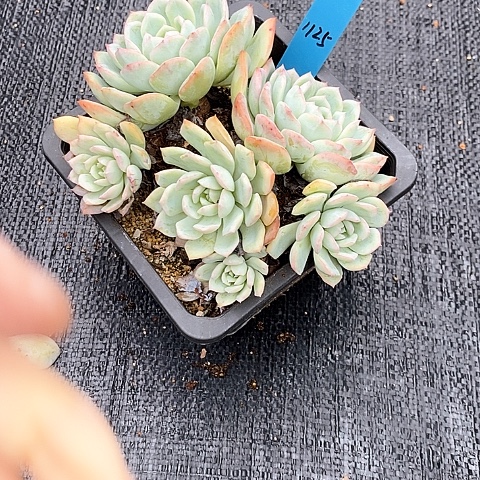 1125多肉植物老桩