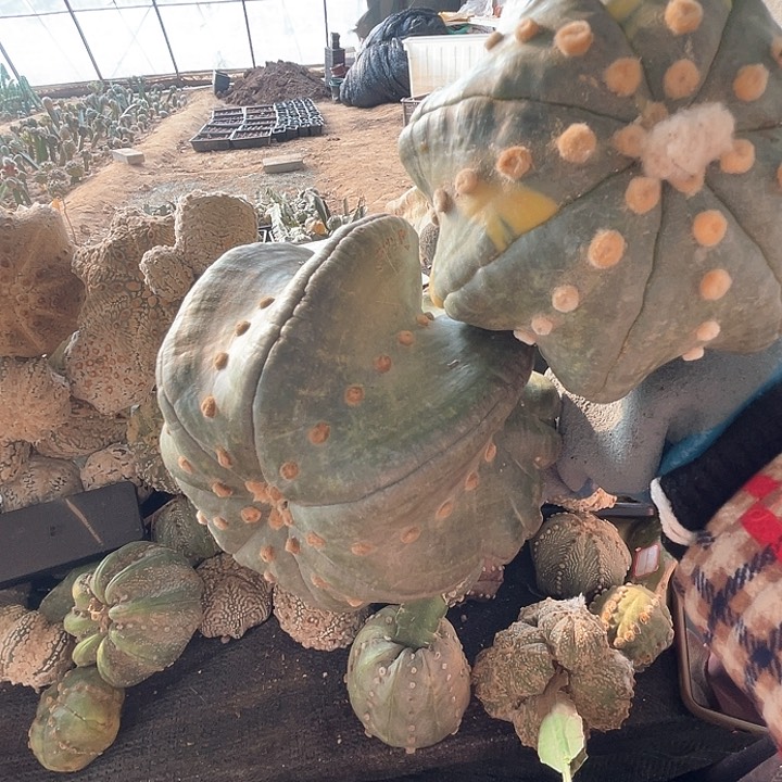 完全开放大海星母本2