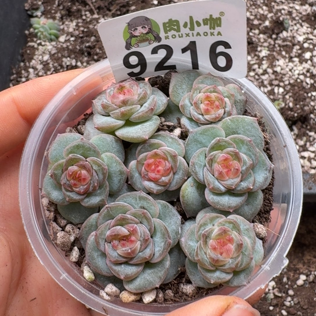 多肉植物多肉植物