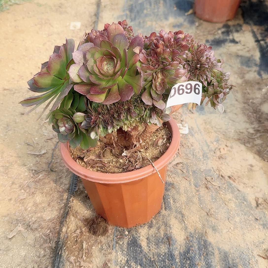 696万缀一颗呀呀