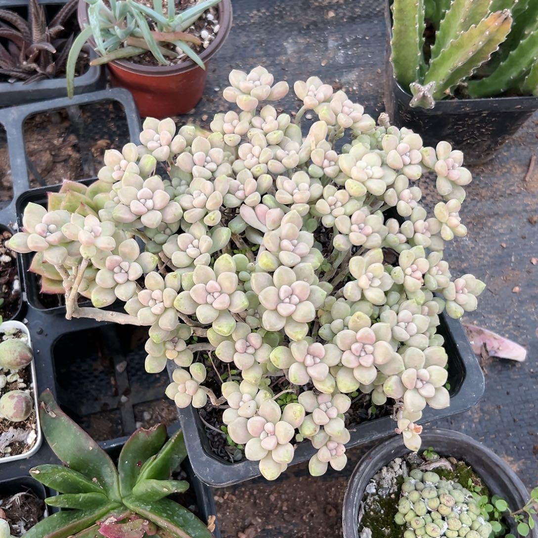 多肉植物多肉植物