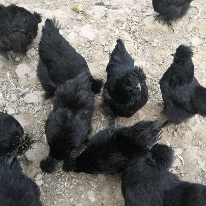 宠物鸡黑白彩凤丝毛乌鸡顺丰包邮