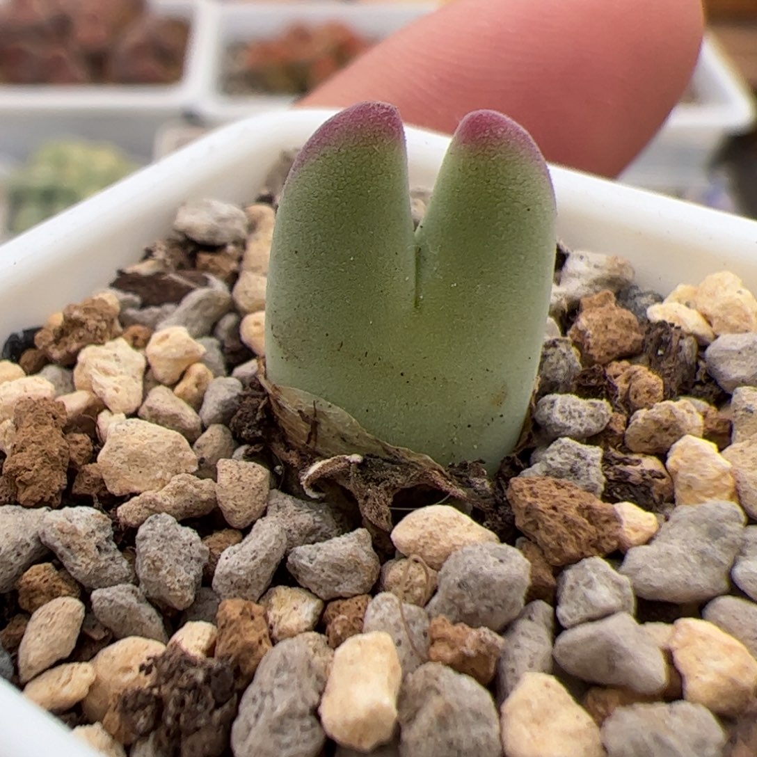 0737号 龙猫 多肉植物