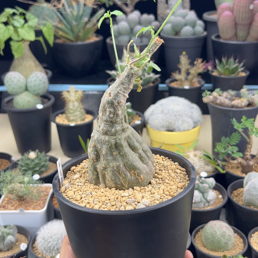 沙漠苦瓜一物一拍