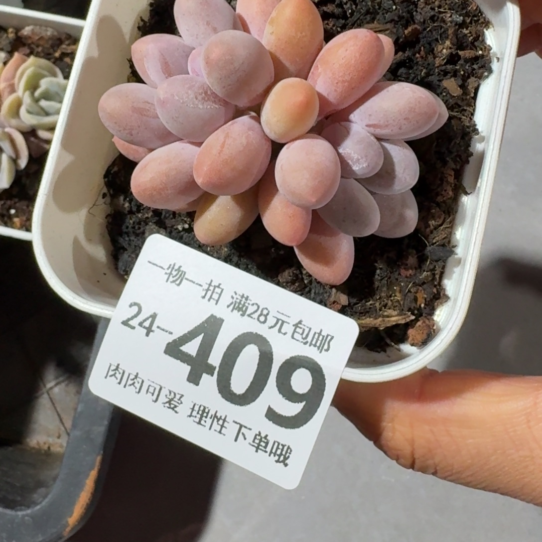 汤圆无盆土发货无