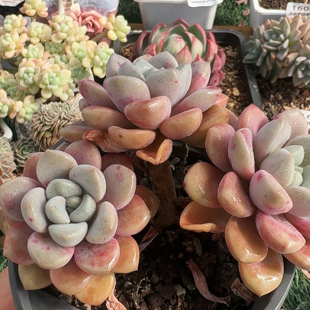 1625一物一拍（满28包邮）