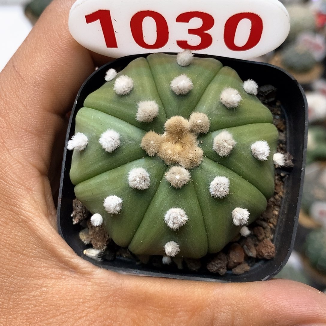 1030福利特价来了哦亲