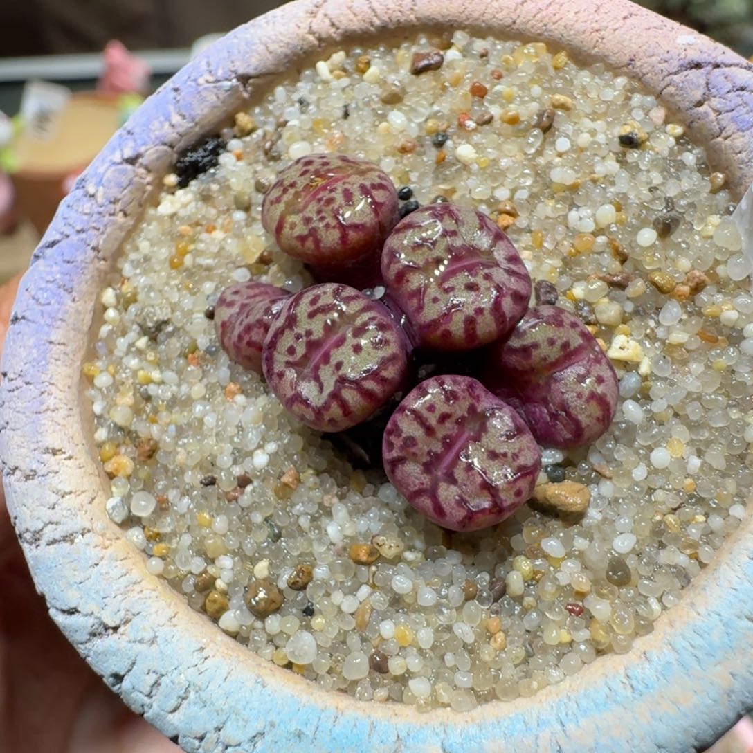 红陶蘑菇507安贞