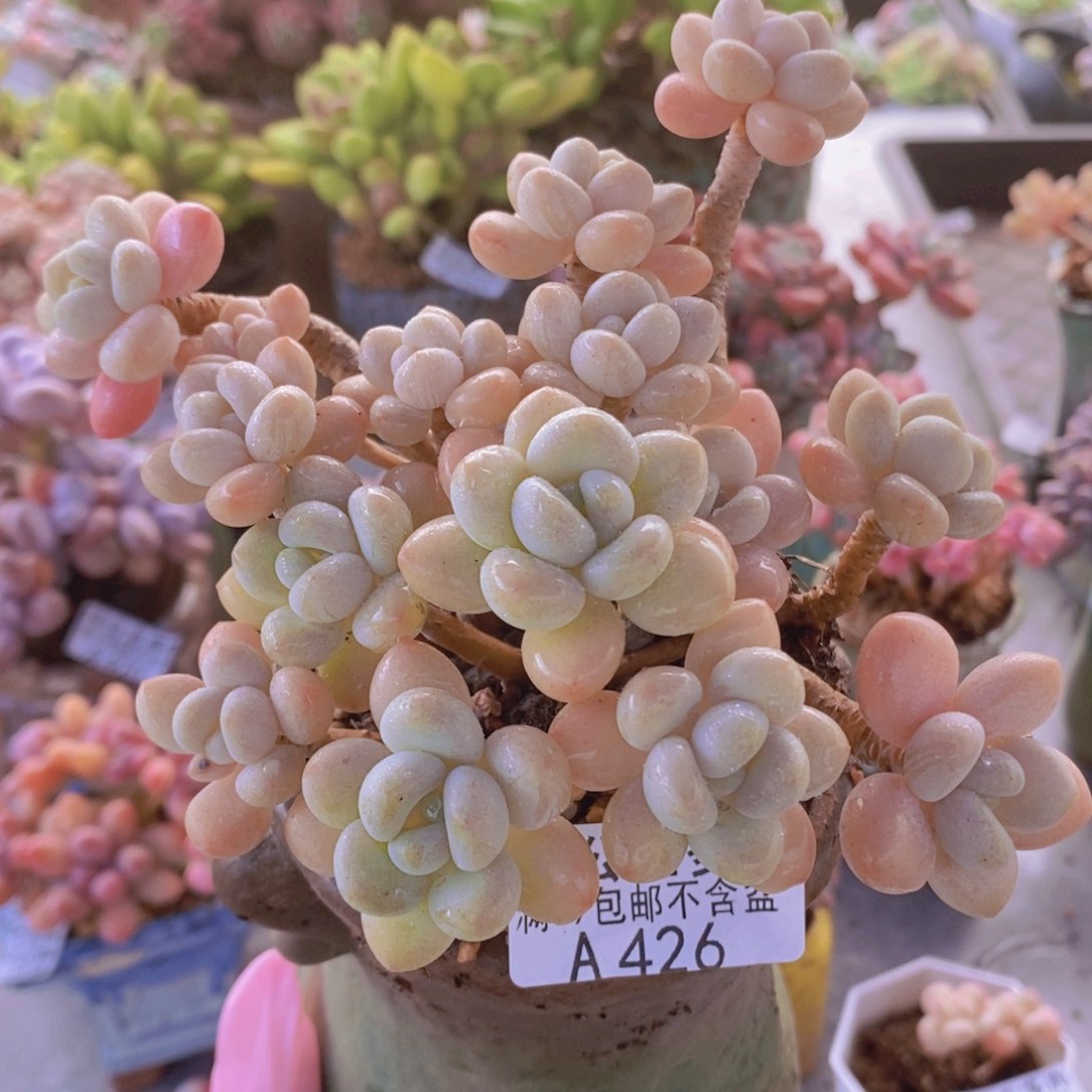 白奶糖老桩11cm426多肉植物