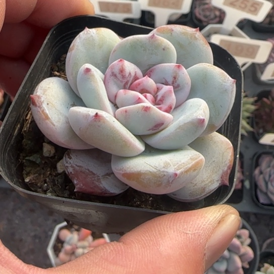 121雪天使多肉植物多