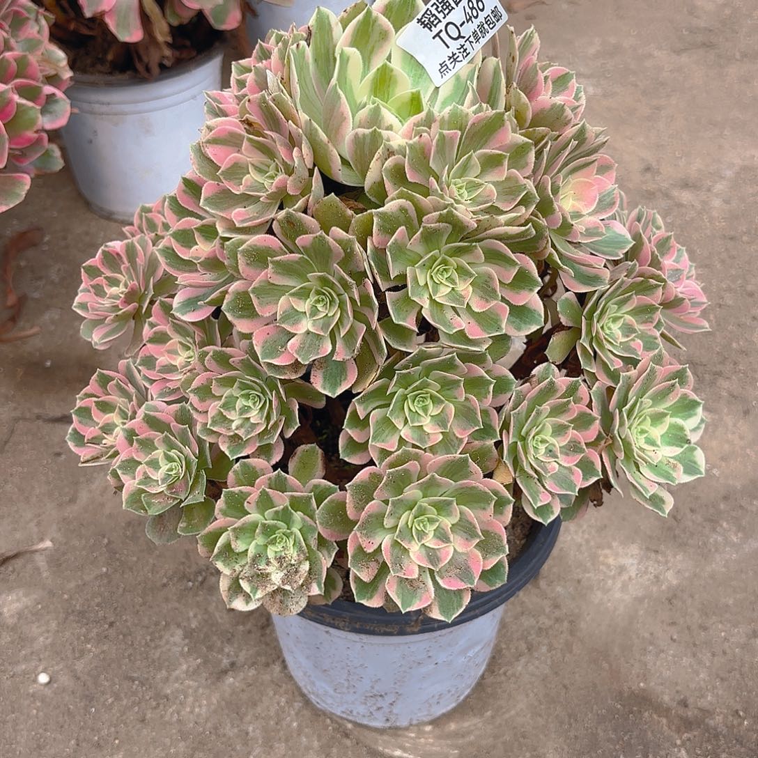 女妖多肉植物手捧486