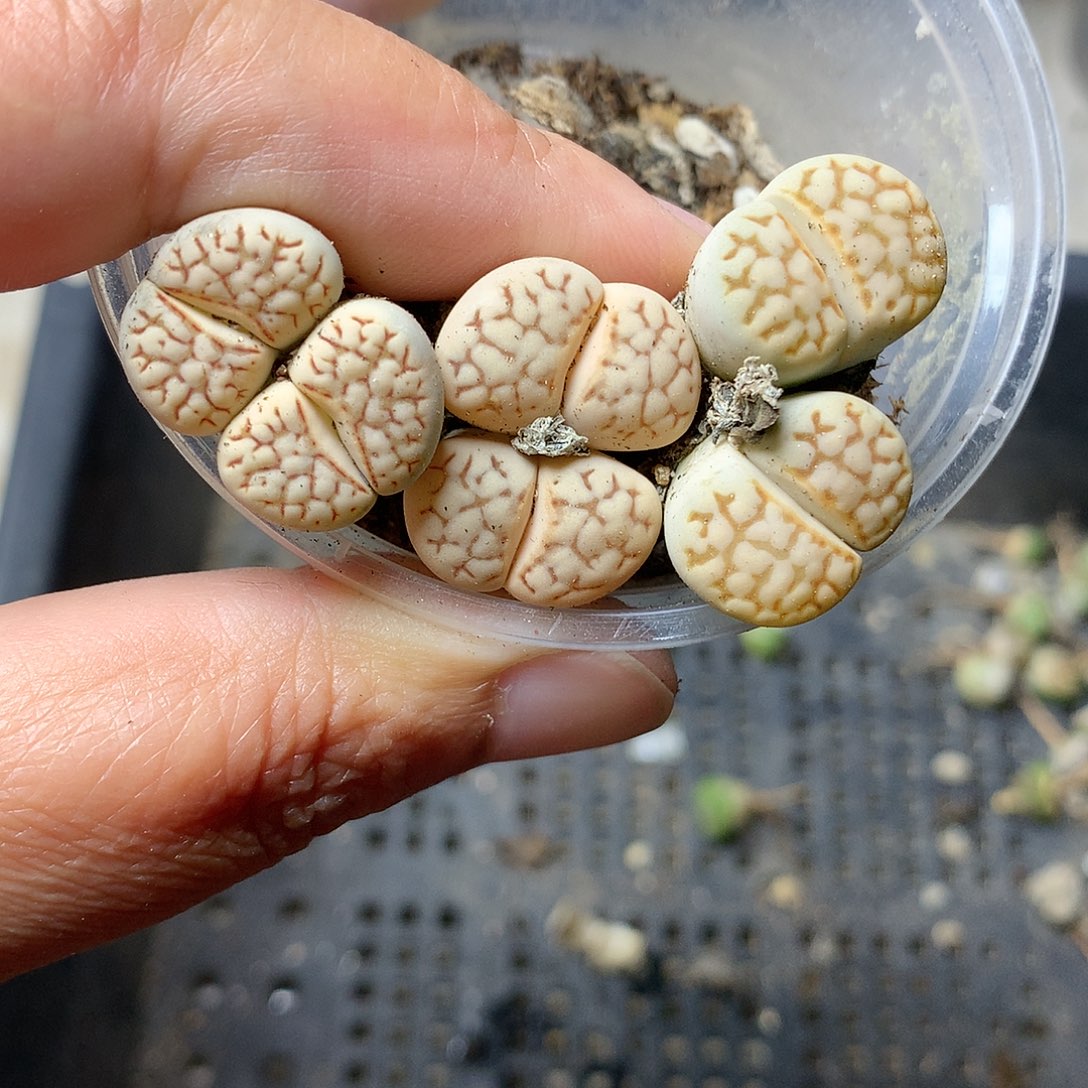 P49多肉植物保护