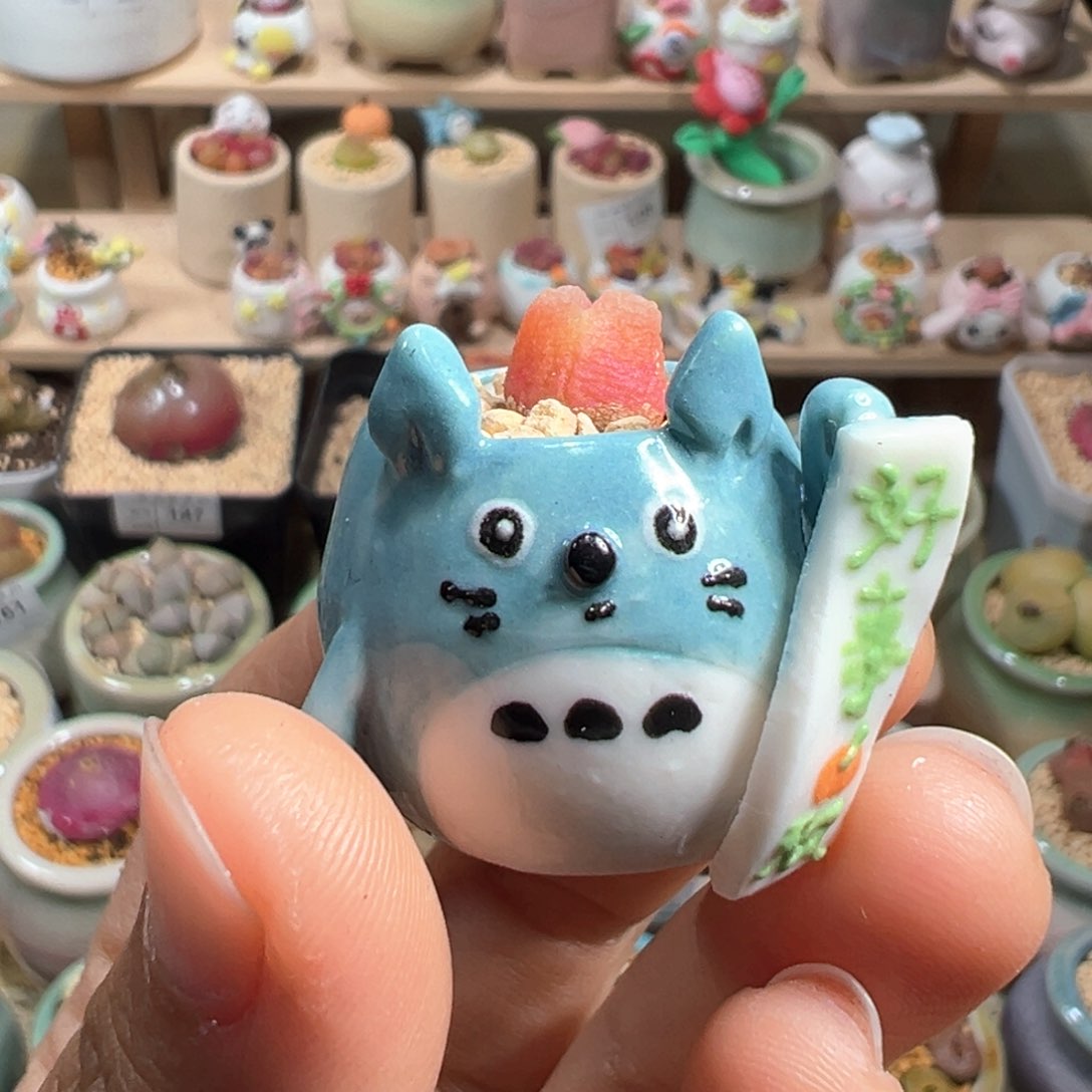 多肉植物173号拇指盆