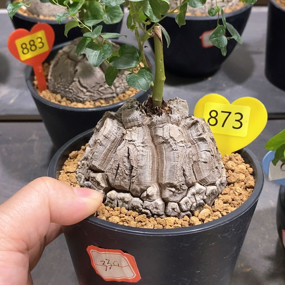 南非龟甲龙龟甲龙