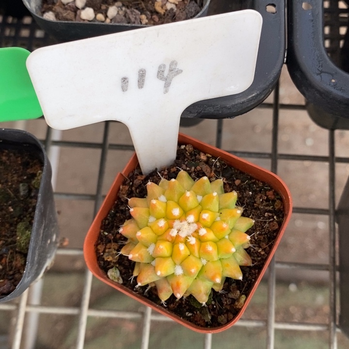 伯克利和格蕾纳的故事也