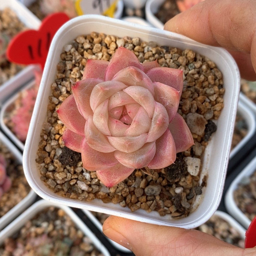 精品多肉一物一拍不包整31