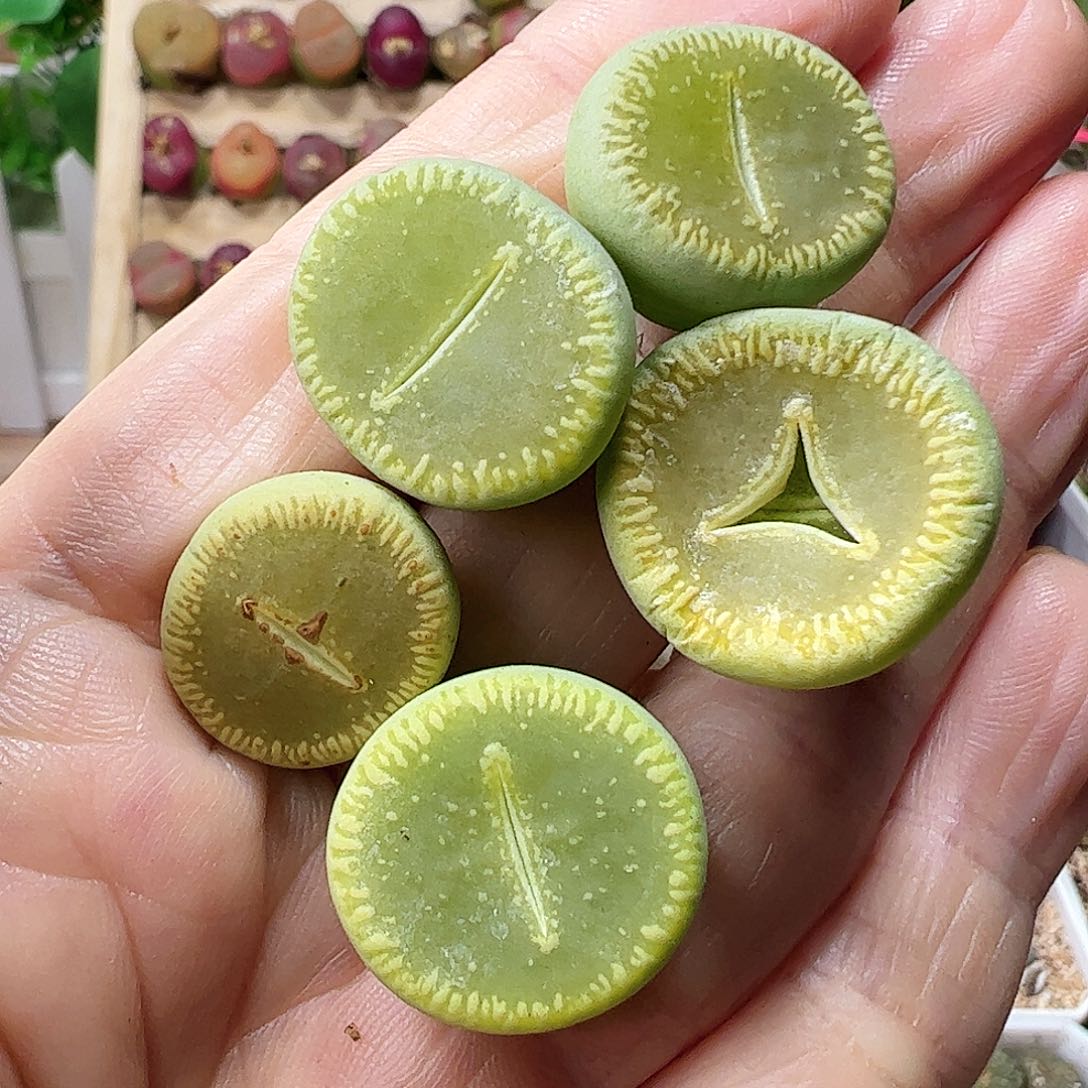 绿光阳一手包邮……………………