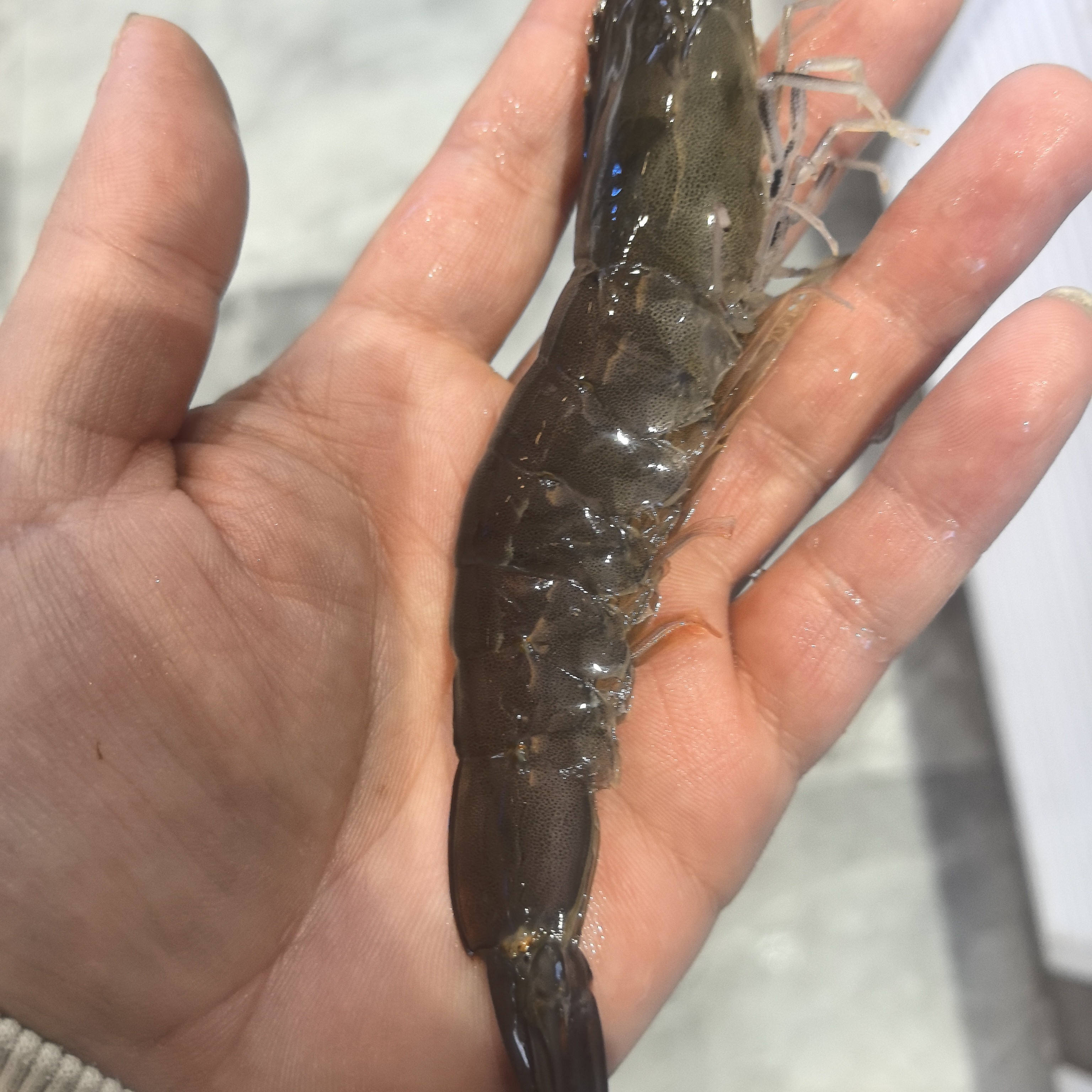 鲜活大虾99元3斤，配送保鲜不保活，介意勿拍！谢谢