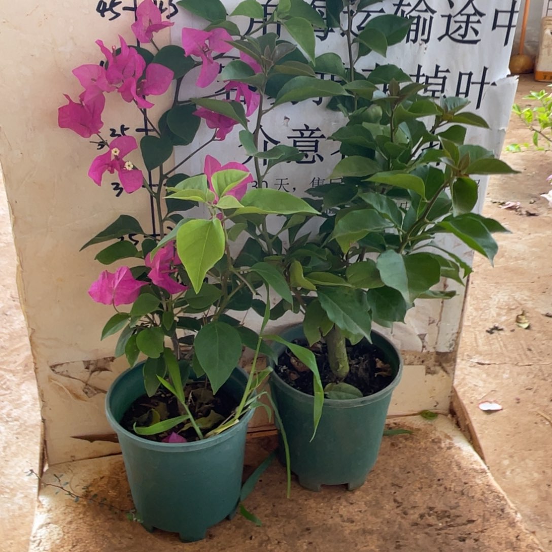 当前无花栽培后可以开花38h2