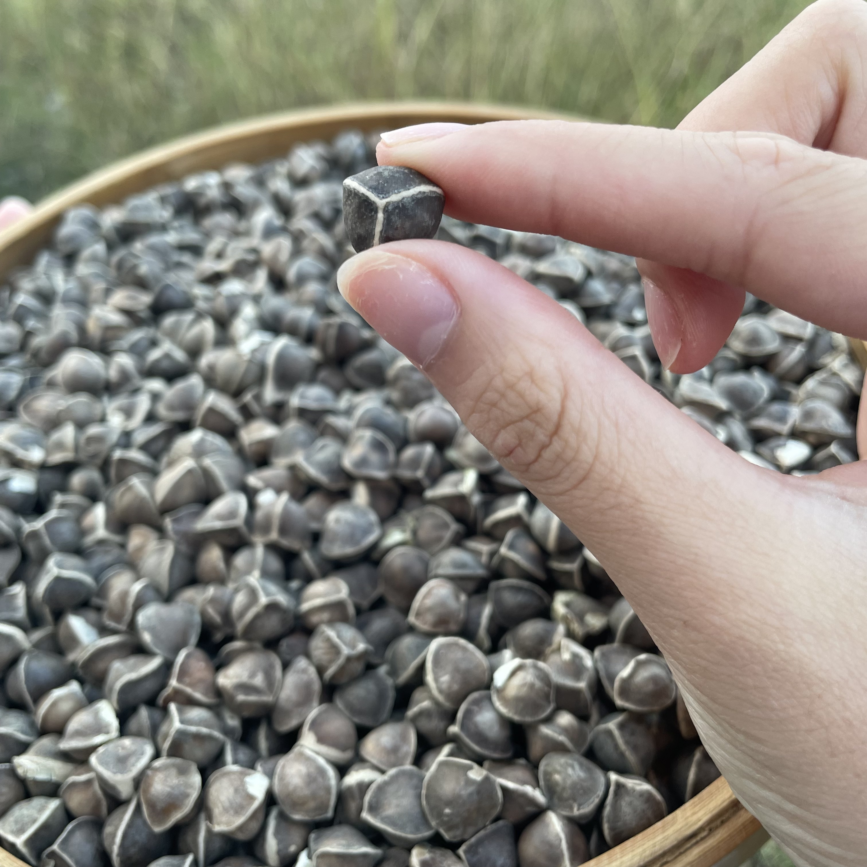 高山 农家辣木籽