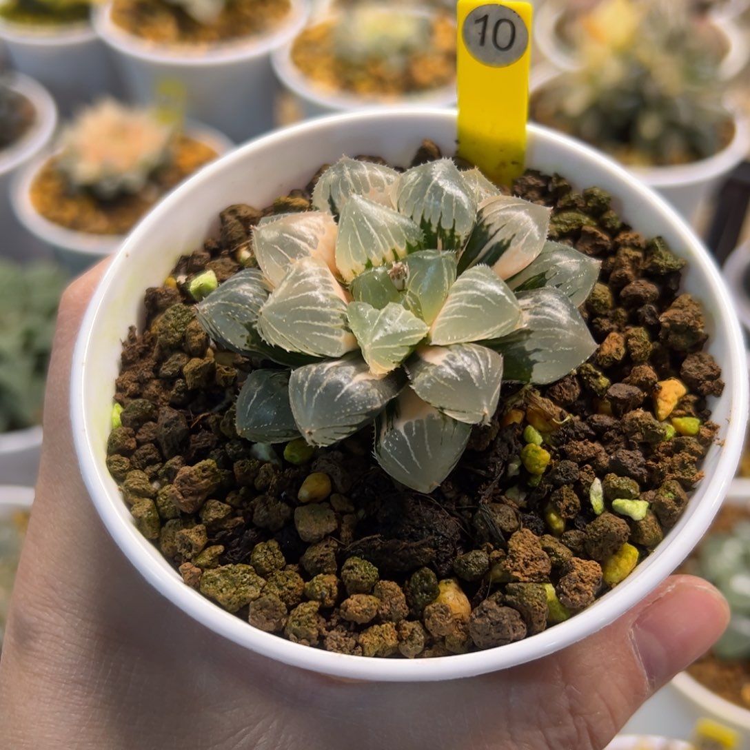 口***妹糯玉露锦111111111111111111