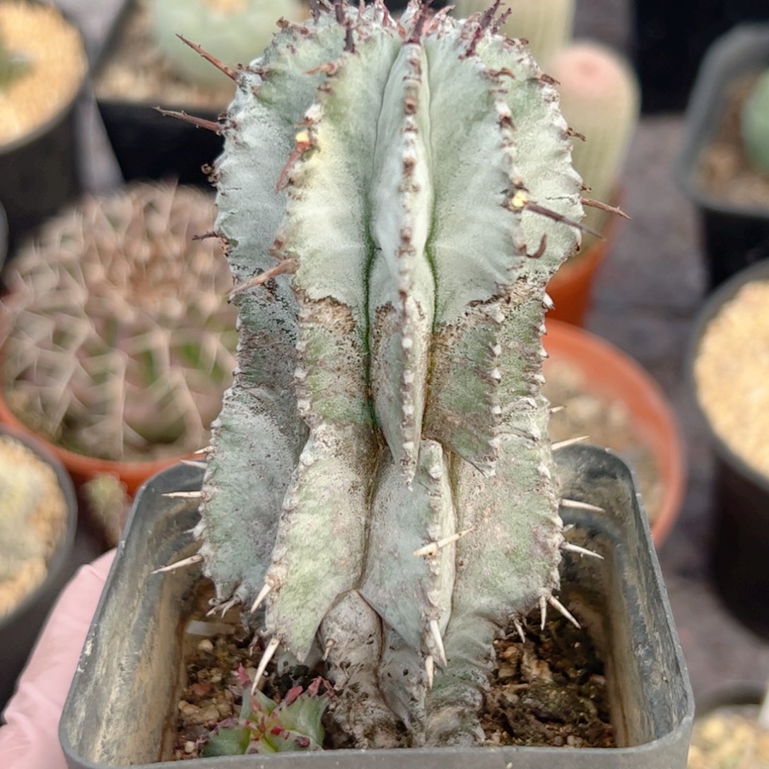 白衣魁伟玉仙人球