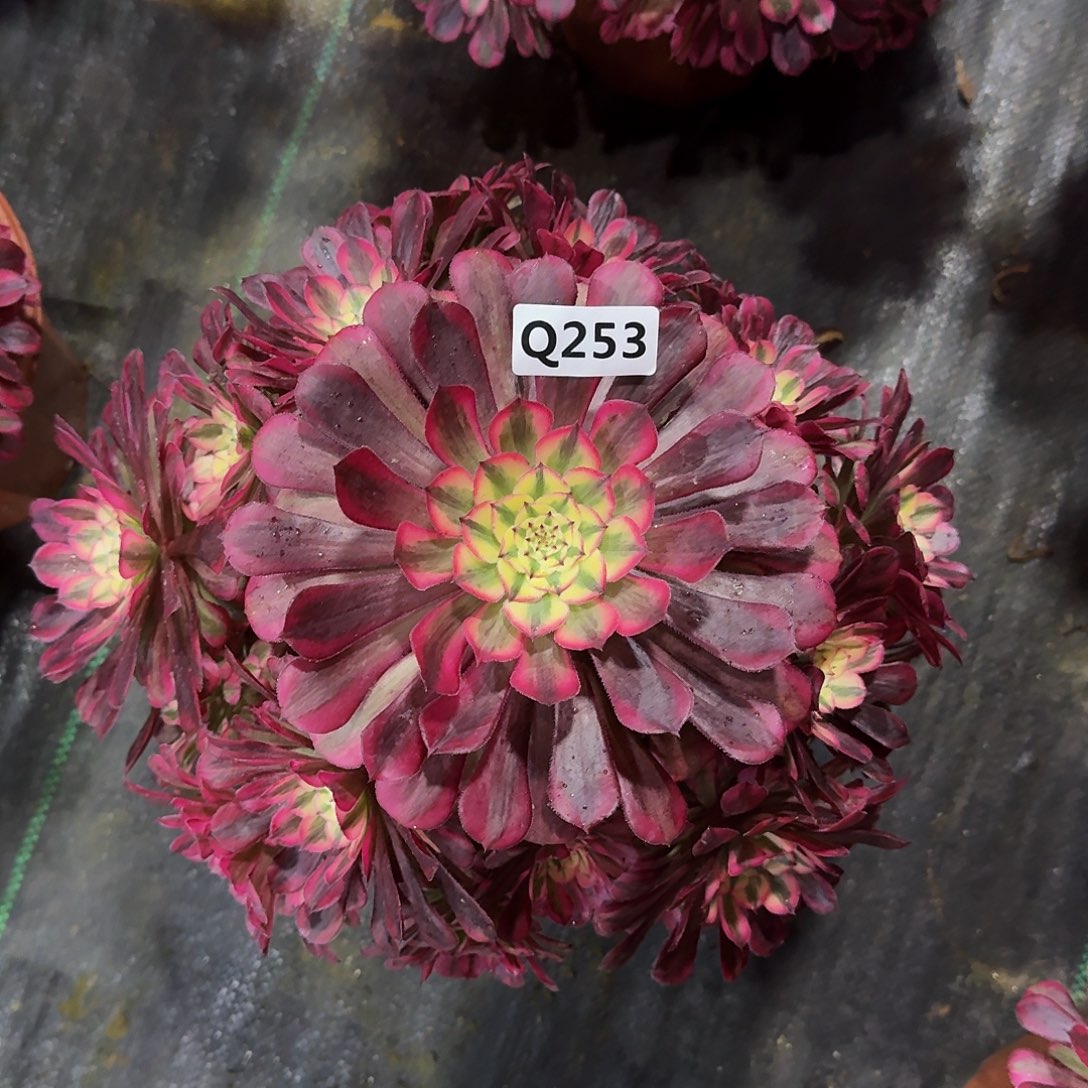 霞****253红铜白44冠服28左右