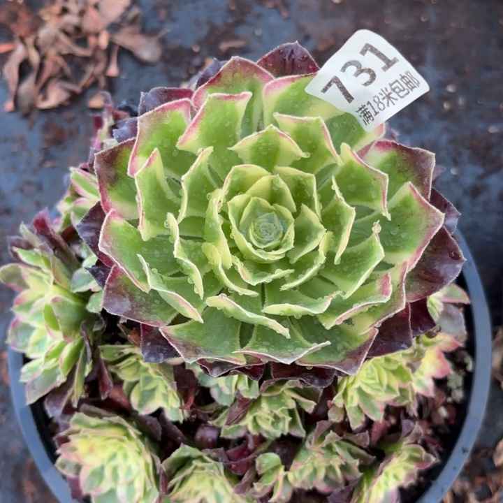 731天合诺米多肉法师锦不包侧枝断枝