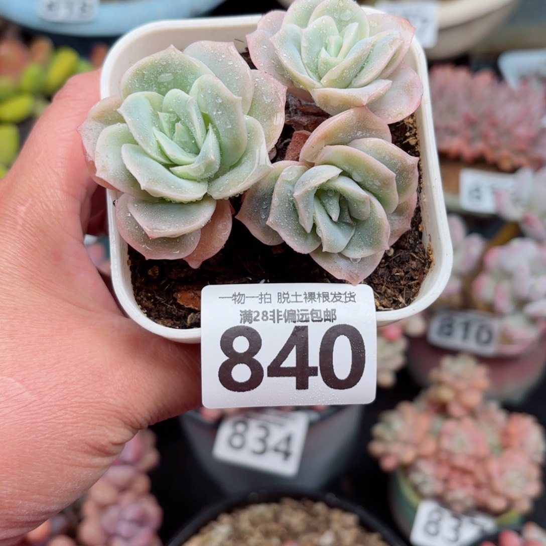 可爱玫瑰无盆土发货