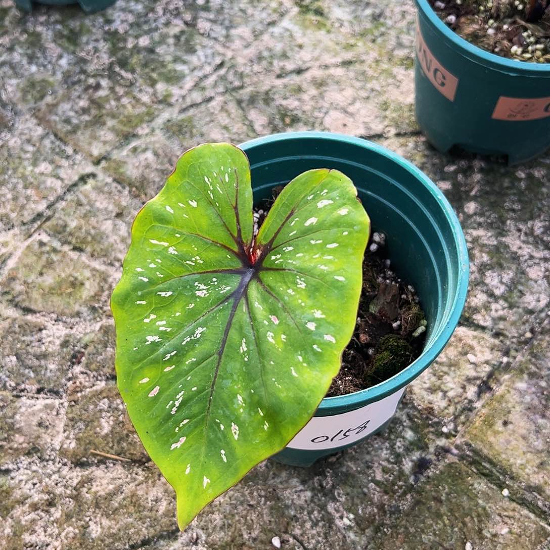 Y***g完全开放一物一拍0158