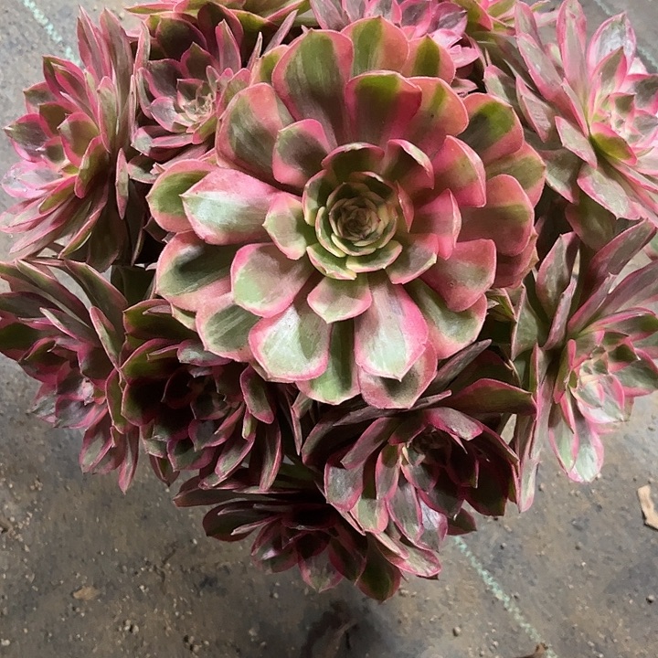@***9多肉植物云荷锦……