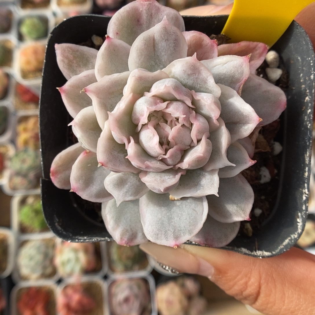 S***3白蝴蝶锦4808号。   