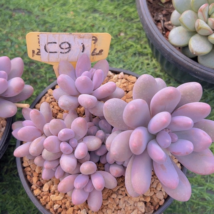 健健康康平平安安