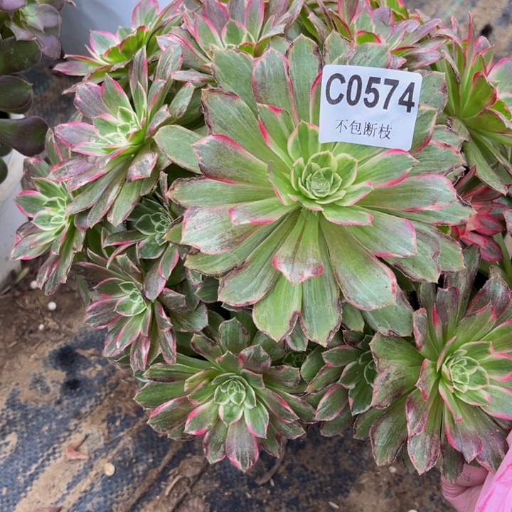 574 多肉法师不包断枝