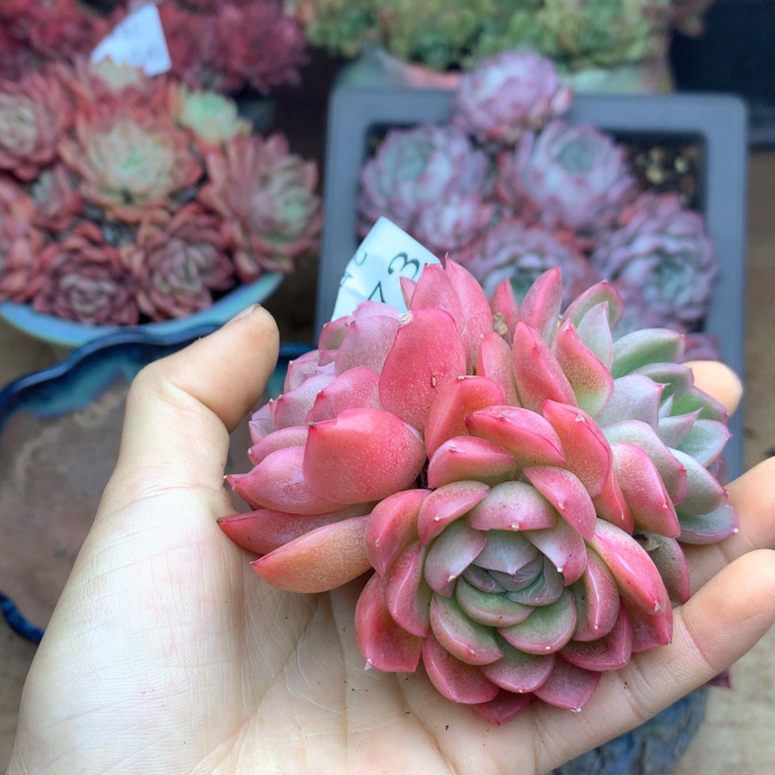 小**?2273杂交多肉植物