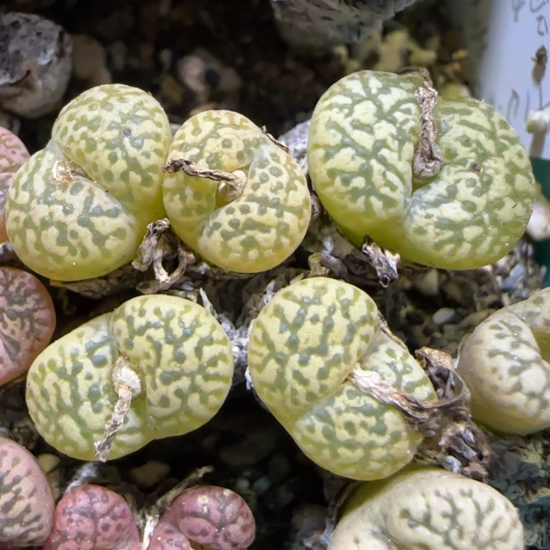 1.17 上播福利 .82鸟哈尼 6011