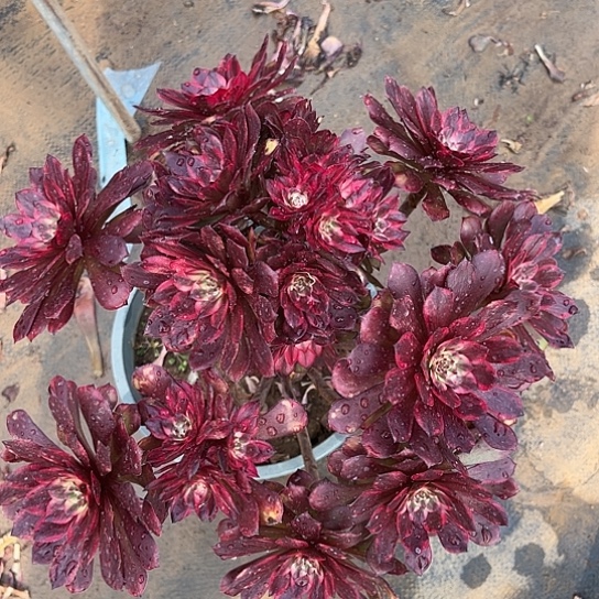 多肉植物法师锦25