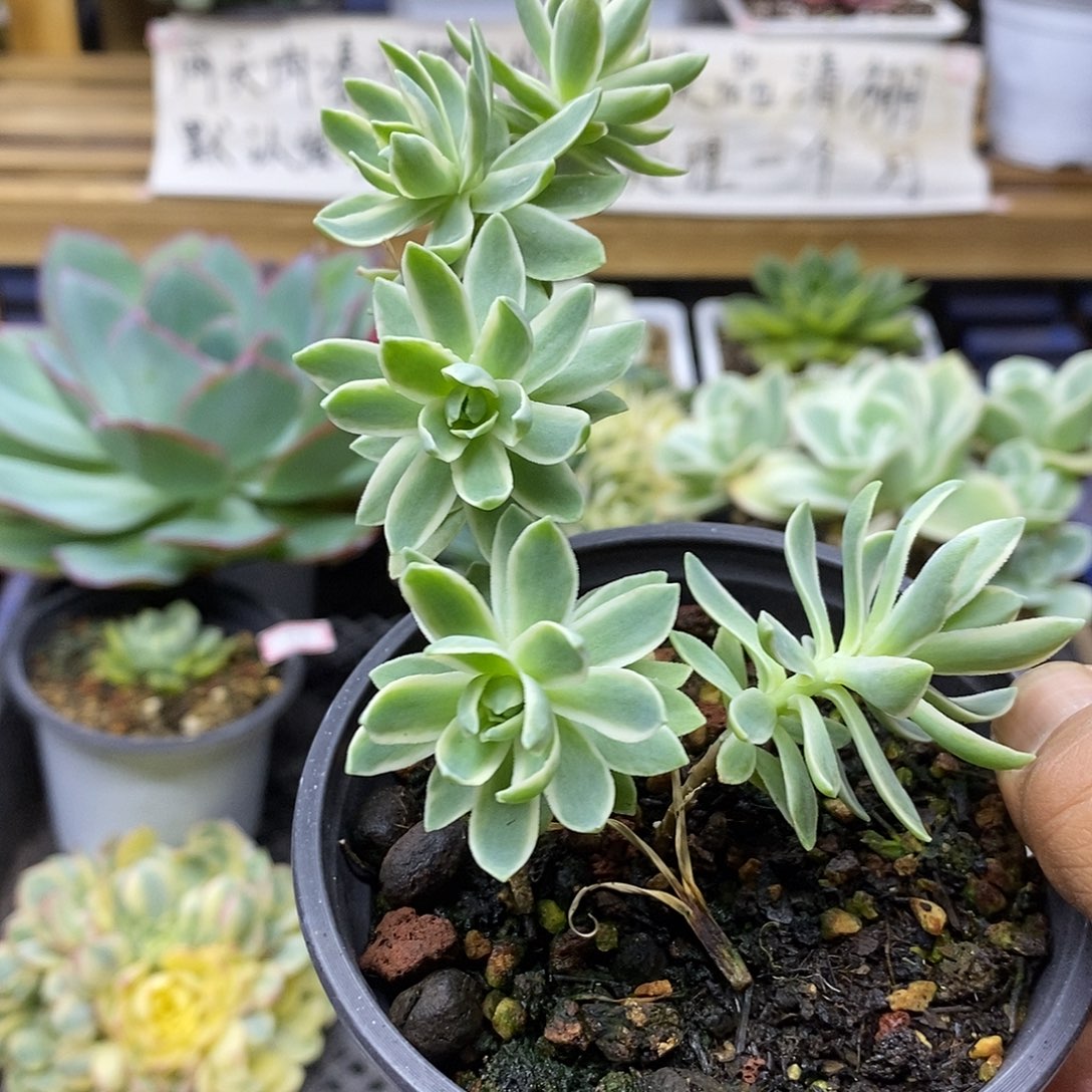 3057 薄化妆锦自然群