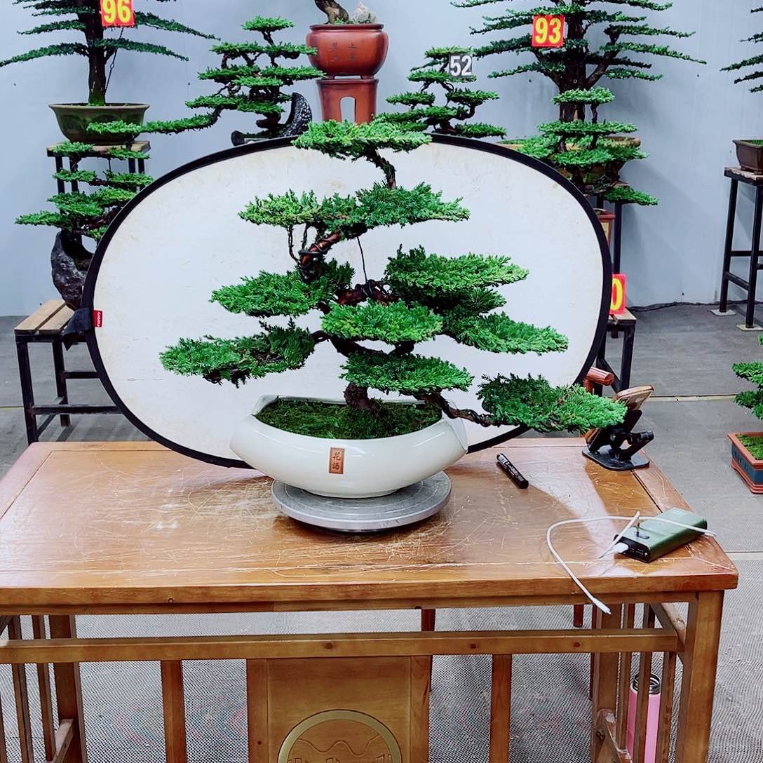 无花朵精品盆景一物一拍