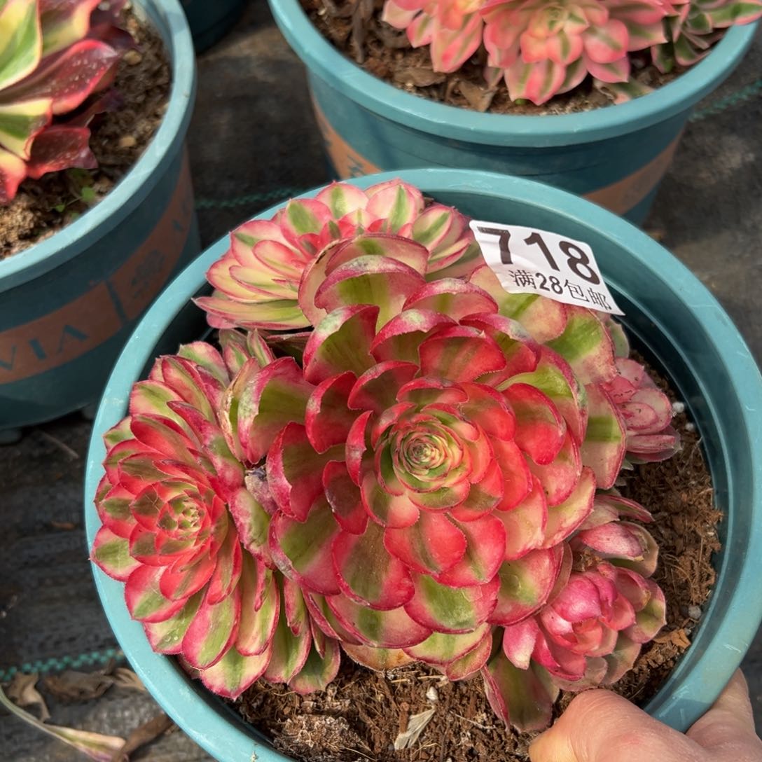 多肉植物718荔枝