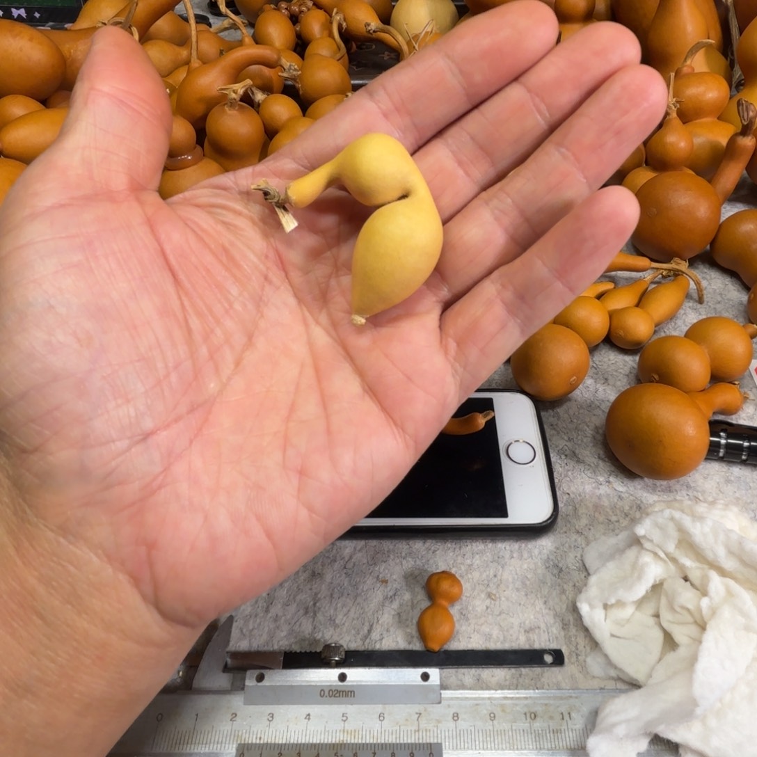 7****机器的一把弓背蚂蚁葫芦，弓背蚂蚁