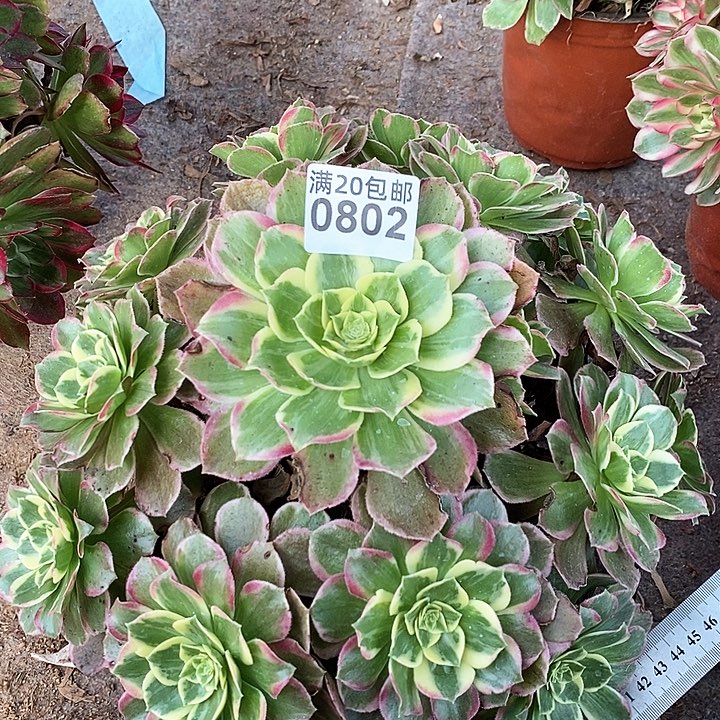 0802 一颗水蜜桃法师