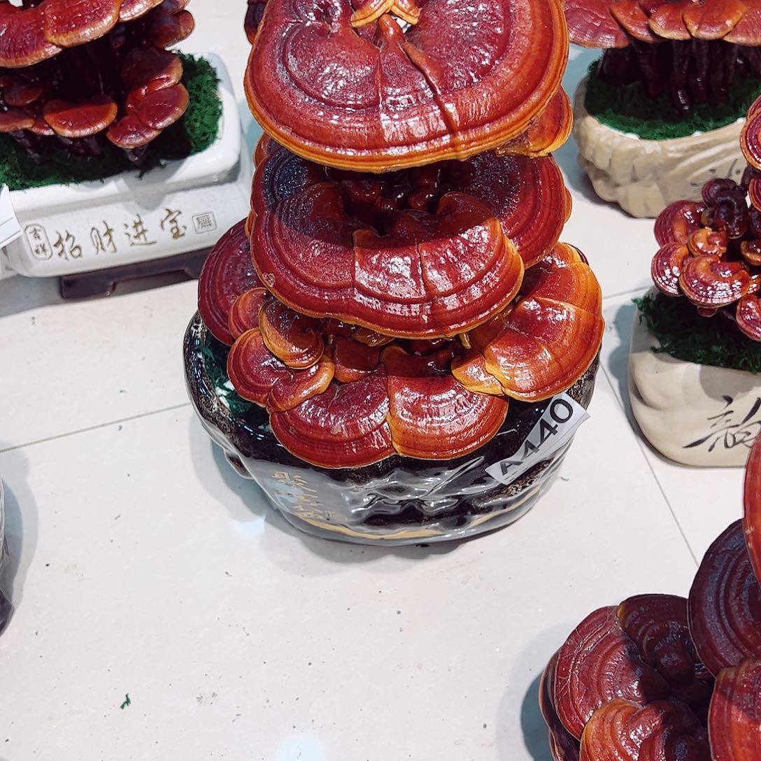 无花朵灵芝盆景大三层