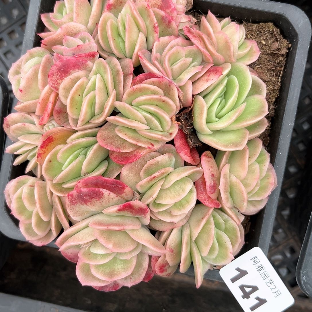 阿雅园艺。           141