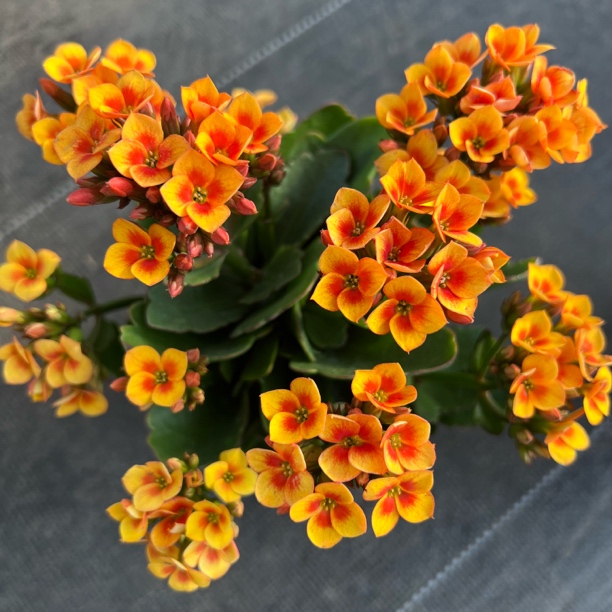 【流光溢彩】130盆 拍够两单发货