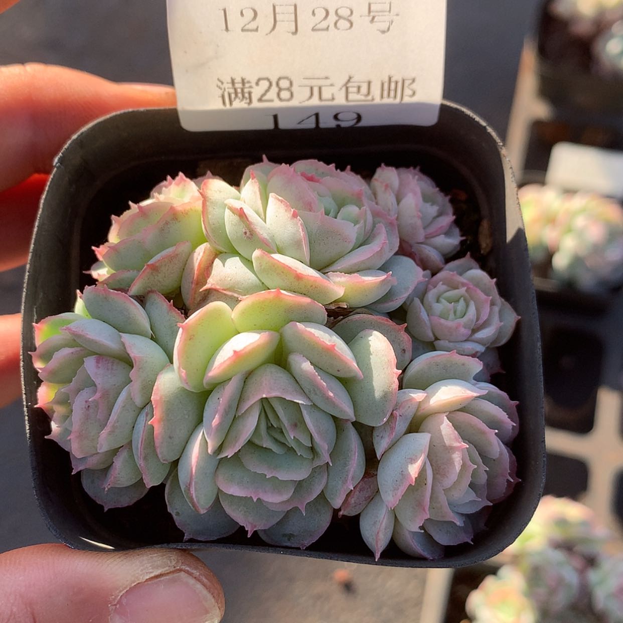 【闪购商品】云148号