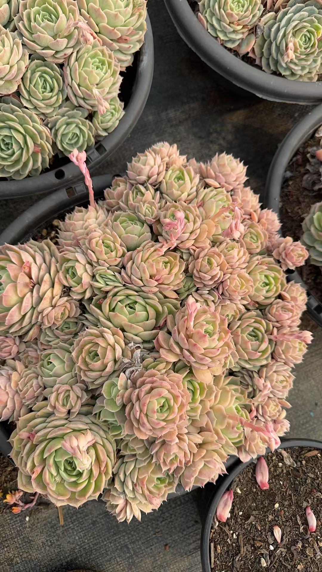 昂斯诺 精品多肉植物 新手好栽 好养 云南昆明发货