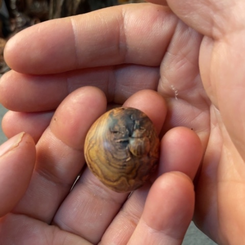 【闪购商品】把件黄花梨/降香黄檀ฅ***宝