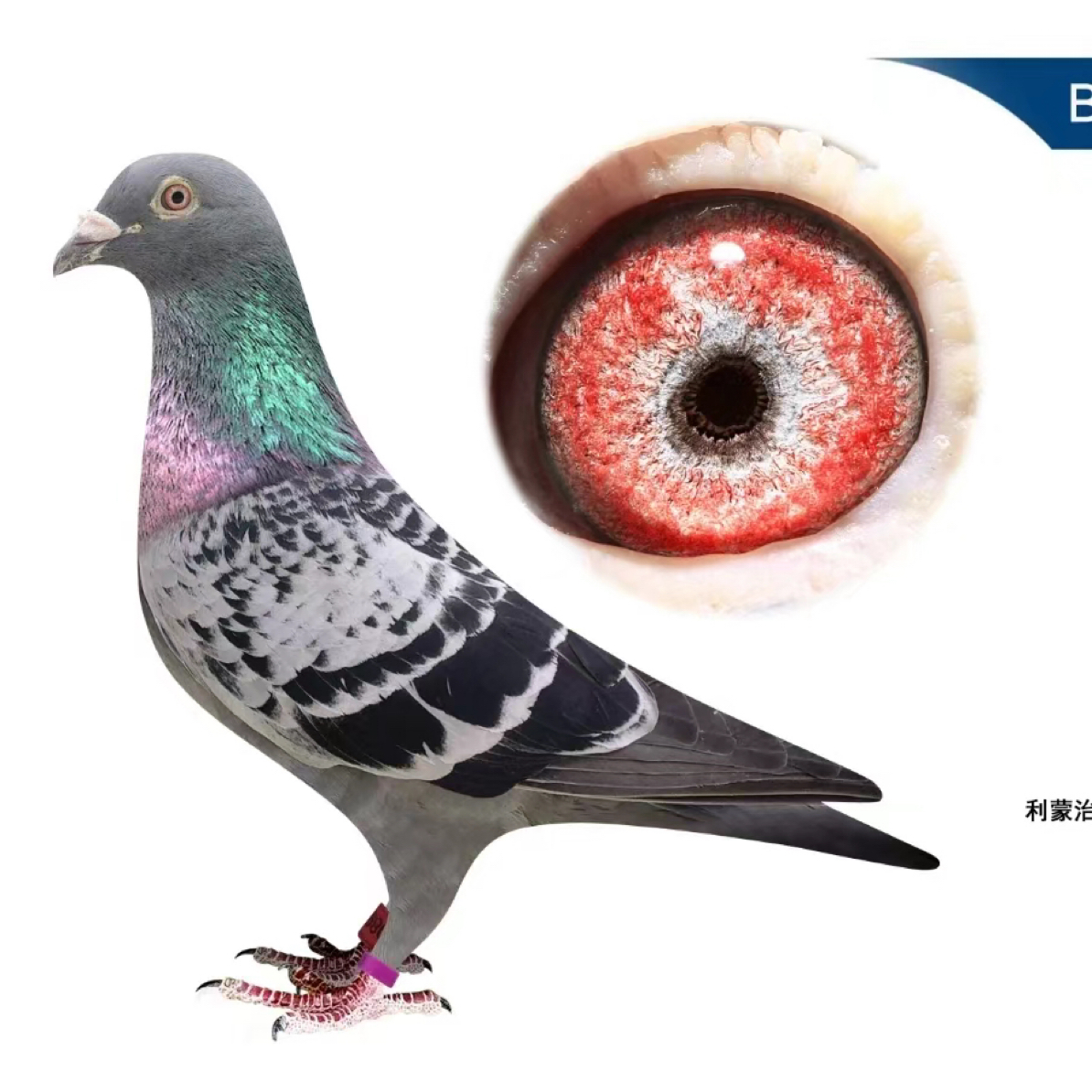 信鸽成绩鸽工棚鸽