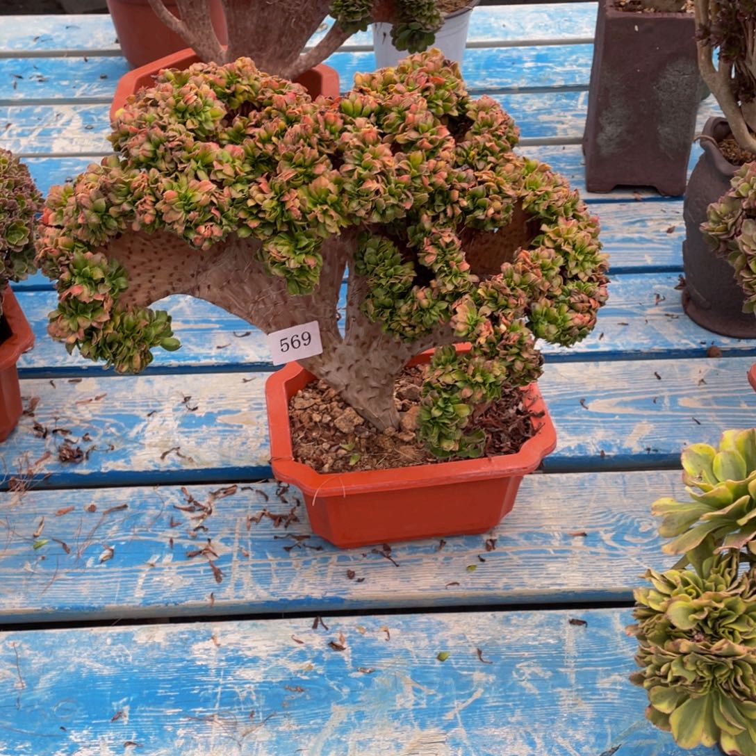 元***子569号小叶香啦啦啦啦啦啦啦啦